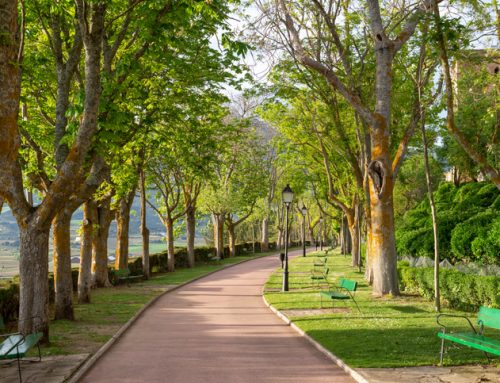 Un paseo entre los viñedos de Rioja Alavesa con perro