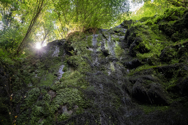 Water route in Taramundi, Asturias, Spain, a waterfall wall with little water in summer, covered in moss and trickles of water running down it, surrounded by vegetation and with the sun directly overhead